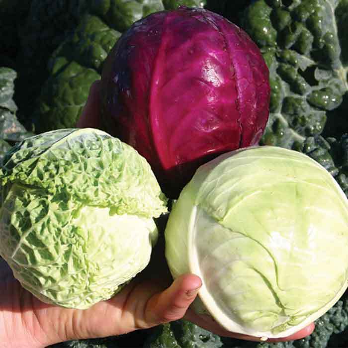 Cabbage Babies Triplet Hybrid