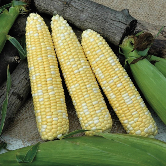 Catalyst XR Bicolor Hybrid Sweet Corn