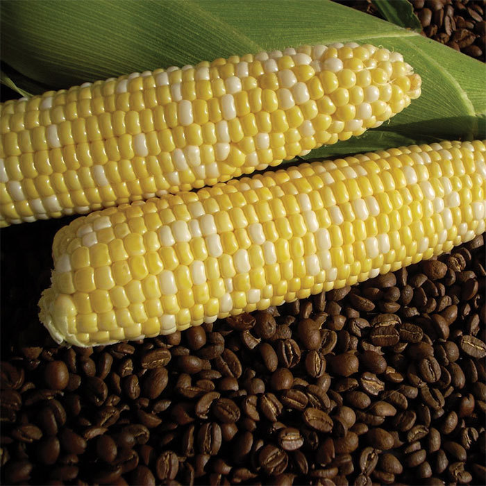 Cuppa Joe Bicolor Hybrid Sweet Corn