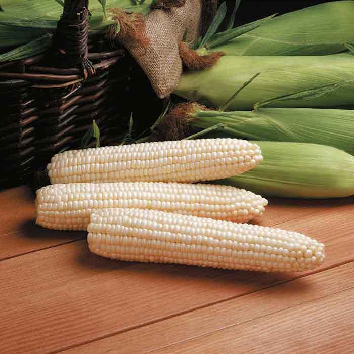 Avalon Triplesweet™ White Hybrid Sweet Corn