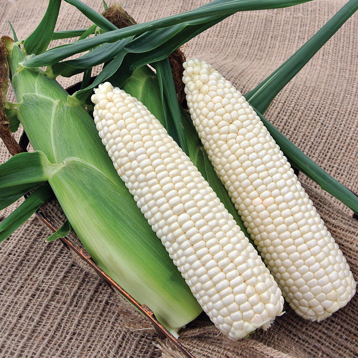 Glacial White Hybrid Sweet Corn