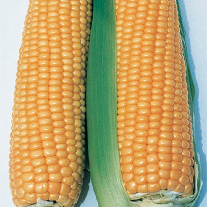 Illini Xtra-Sweet™ Yellow Hybrid Sweet Corn