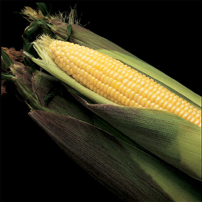 Kandy Korn EH Hybrid Sweet Corn