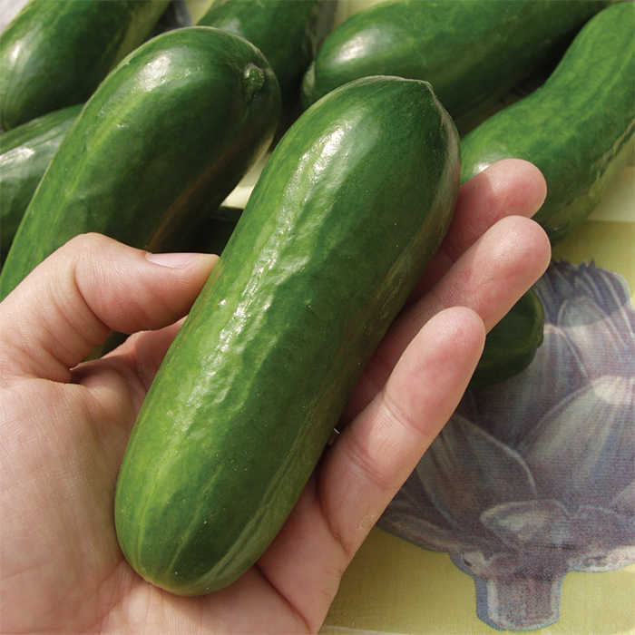 Iznik Hybrid Bush Cucumber