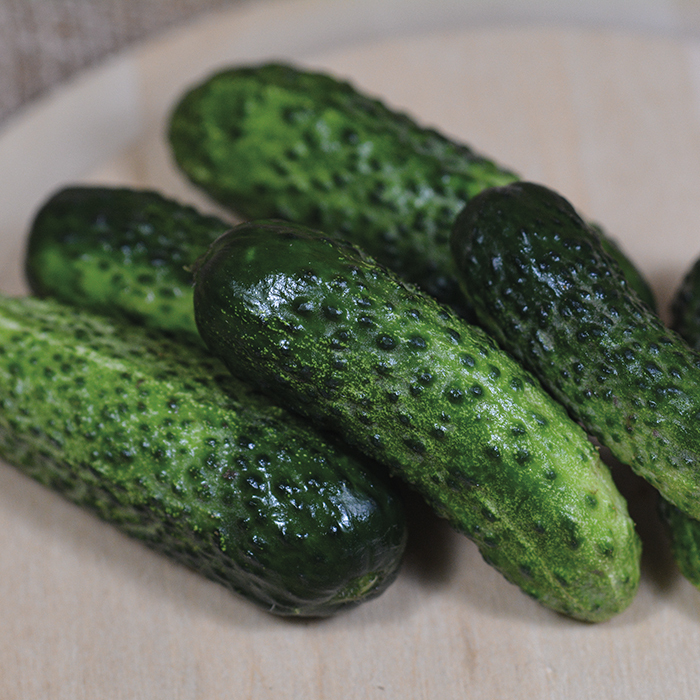 Gherking Hybrid Pickling Cucumber
