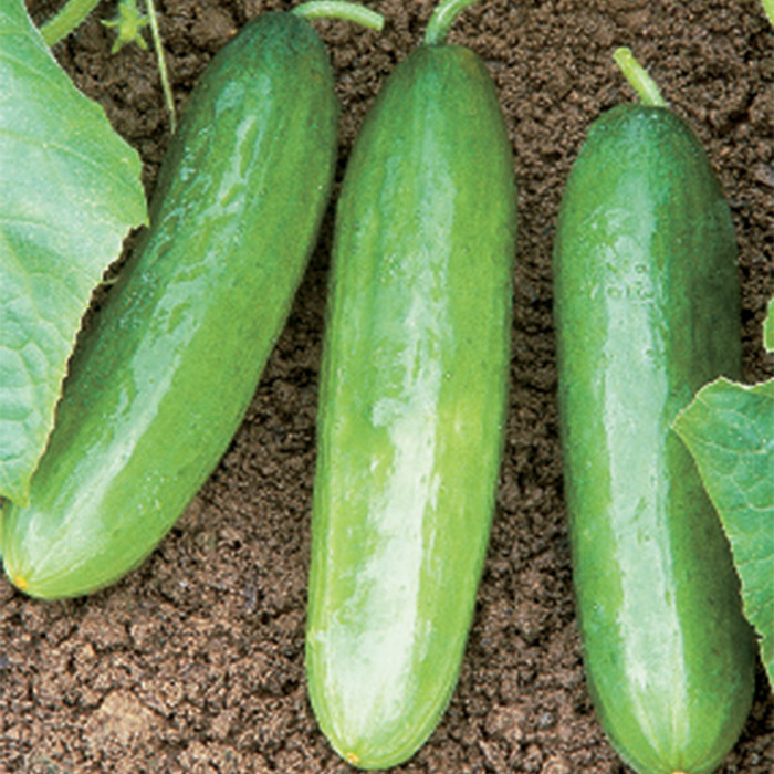 King Seeds Cucumber La Diva Pack Of Approx 20 Seeds Fruit Vegetable Herb Grow 