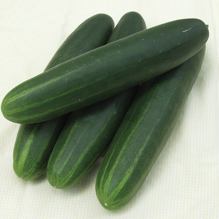 Cucumber Sonja