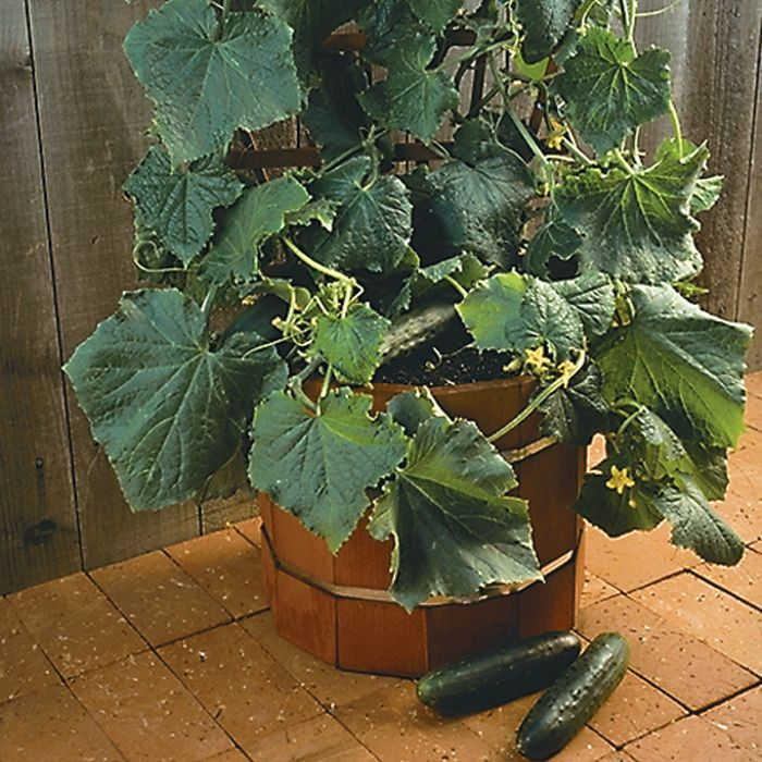Salad Bush Hybrid Cucumber