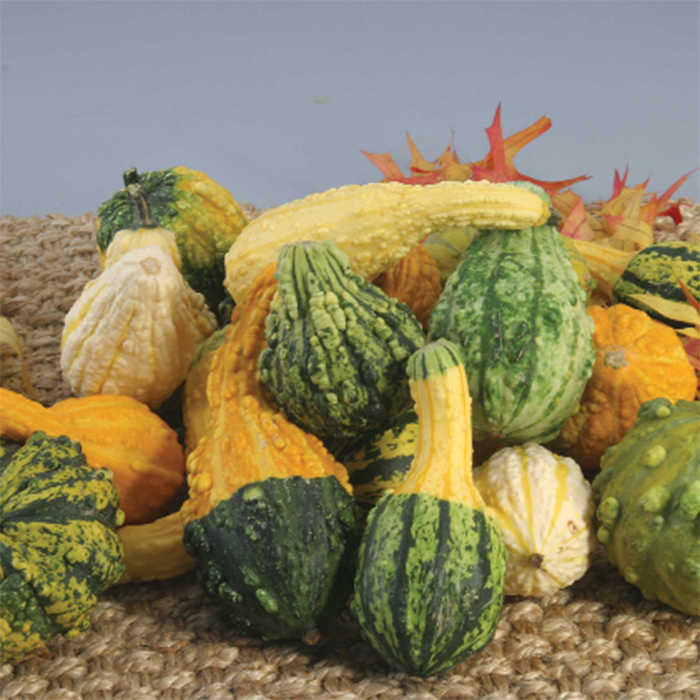 Warty Mix Gourd