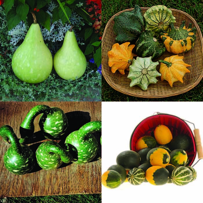All Types Mixed Gourd