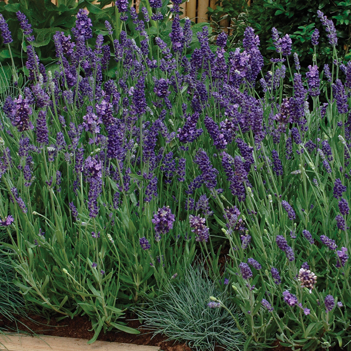 Lavender  Mint   Herb   25 Seeds