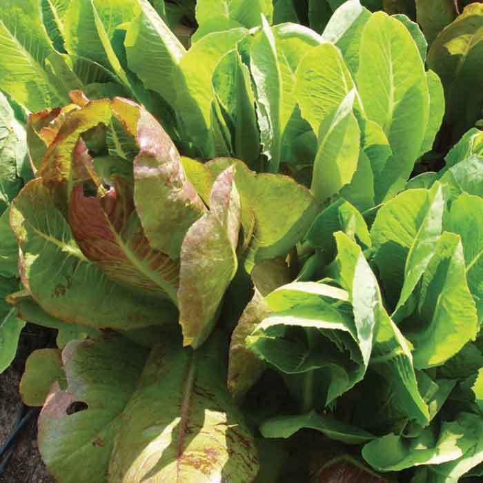 Jung's Caesar Salad Lettuce Blend