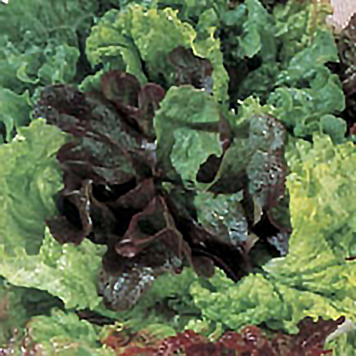 Jung's Sweet Repeat Leaf Lettuce Blend