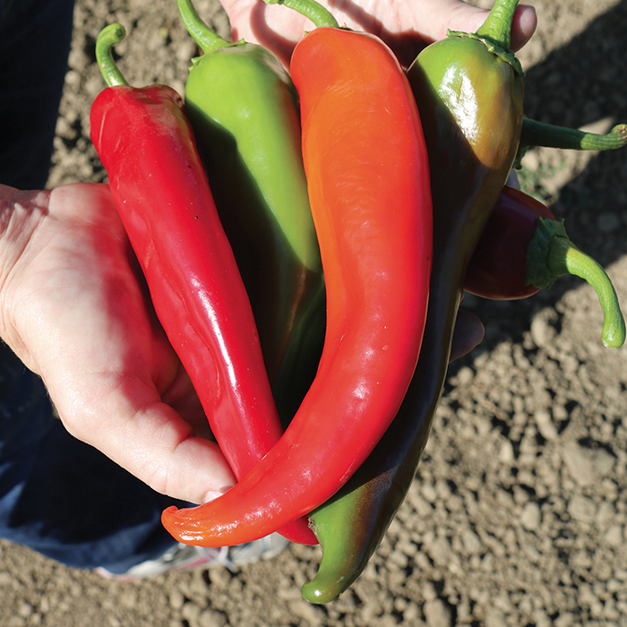 Biggie Chile™ Hybrid Hot Pepper
