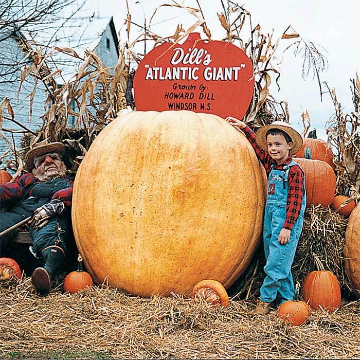 Dills Atlantic Giant Pumpkin 50 Seeds 