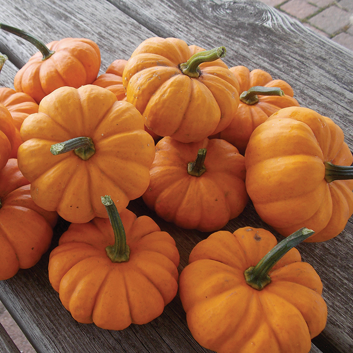 Jack Be Little Mini Pumpkin Pumpkin J W Jung Seed Company