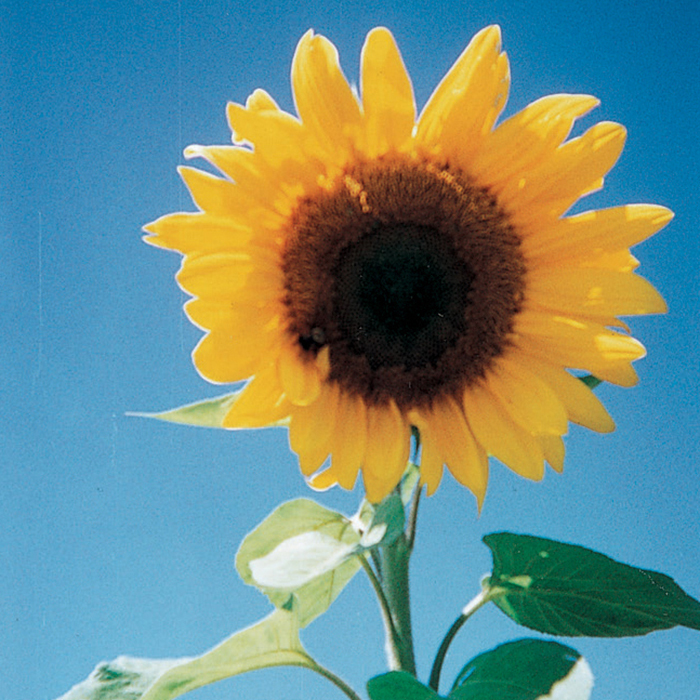 Large Grey Stripe Sunflower
