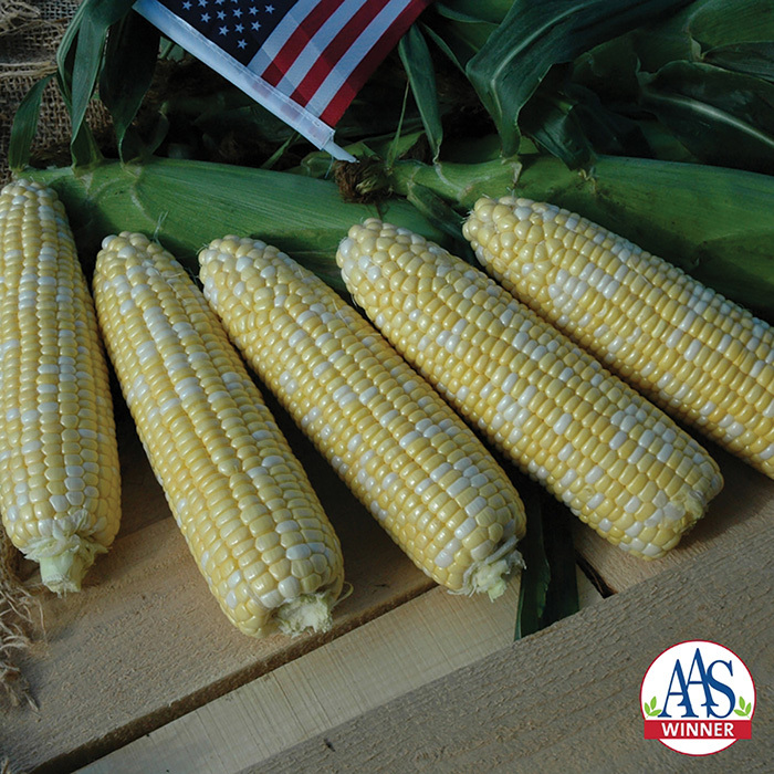 American Dream Bicolor Untreated Hybrid Sweet Corn