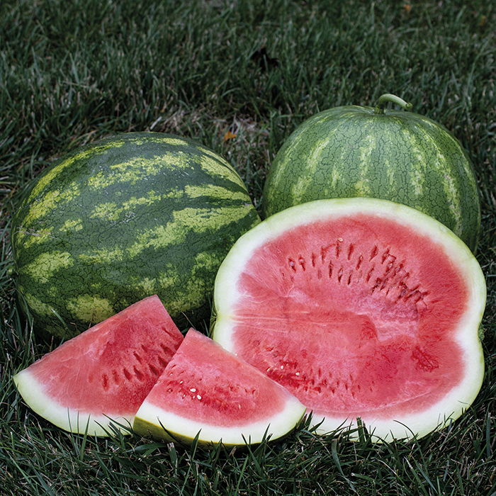 Secretariat Hybrid Seedless Watermelon