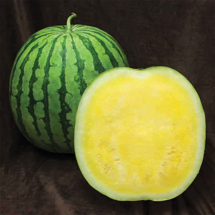 Yellow Buttercup Hybrid Seedless Watermelon