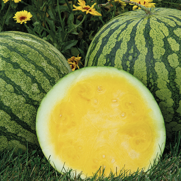 Yellow Buttercup Hybrid Seedless Watermelon