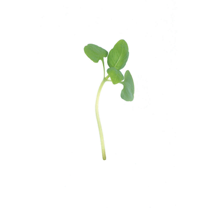 Italian Large Leaf Microgreens Basil