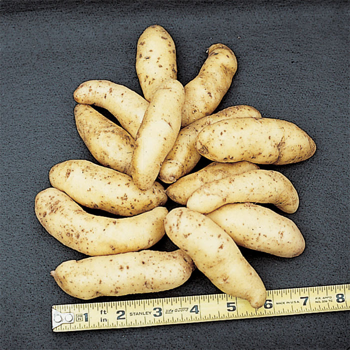 Fingerling Salad Potatoes