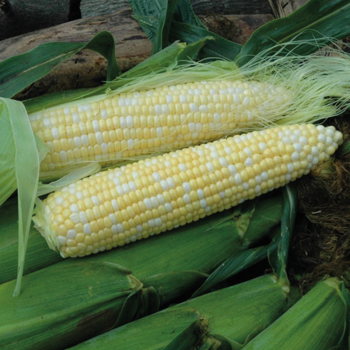 Natural Sweet XR Bicolor Organic Hybrid Sweet Corn