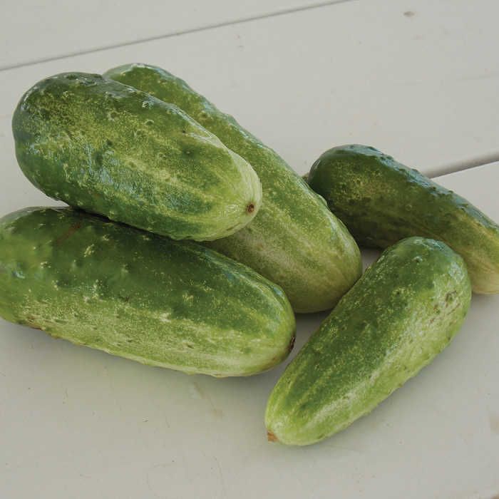 Organic Homemade Pickles Cucumber