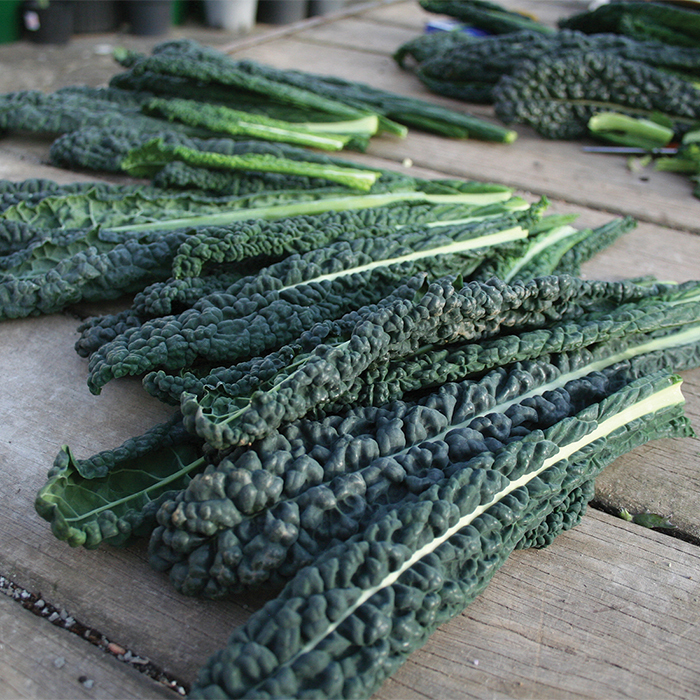 Organic Black Magic Kale