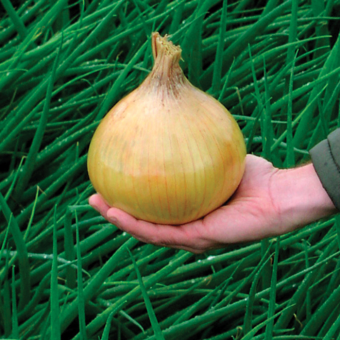 Ailsa Craig Exhibition Organic Onion