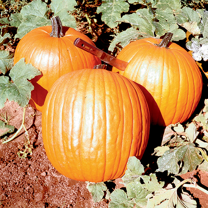 Organic Howden Pumpkin