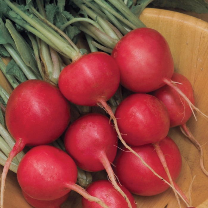 Cherry Belle Organic Radish