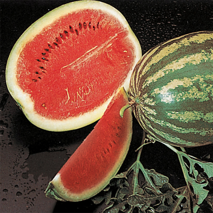 Organic Crimson Sweet Watermelon