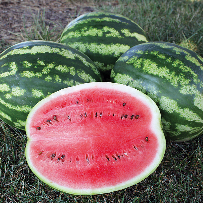 All Sweet Watermelon Seeds – Heirloom, Non-GMO, Crimson Sweet Line, 25+ Seeds, 25-35lb Fruit, USA Grown