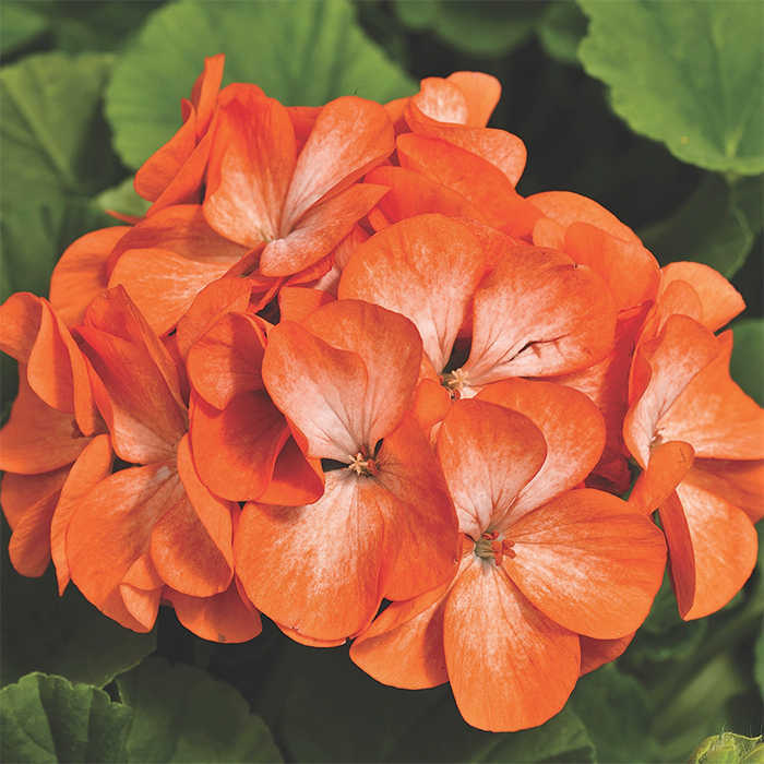 Pinto™ Orange Bicolor Hybrid Geranium
