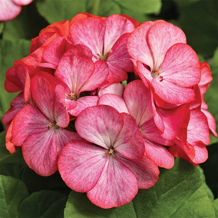Pinto™ Rose Bicolor Hybrid Geranium