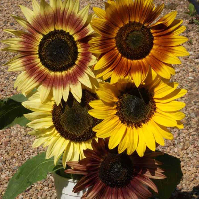 Autumn Beauty Mix Sunflower