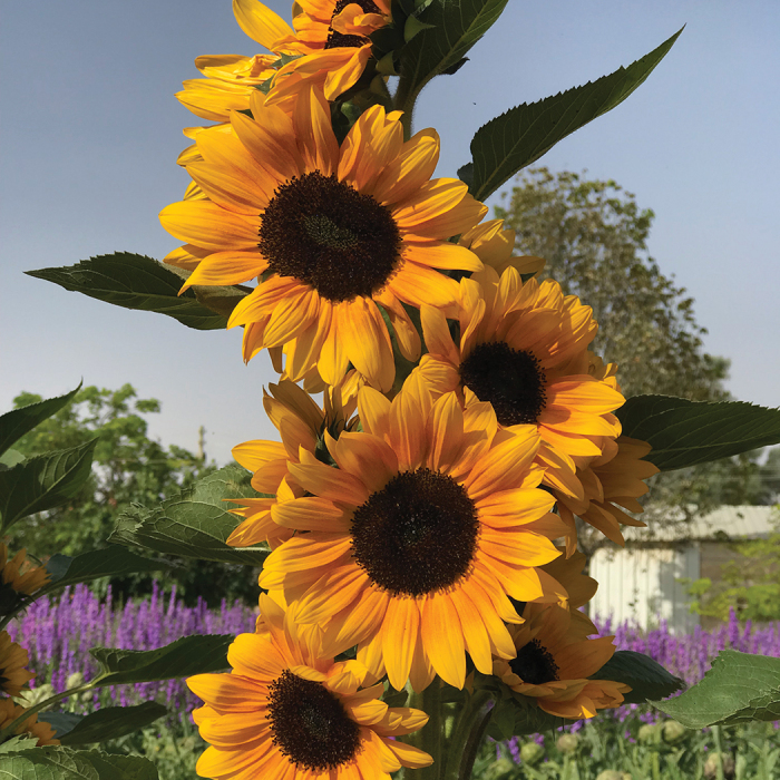 Golden Ray Hybrid Sunflower