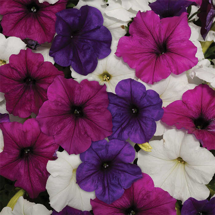 Easy Wave® Great Lakes Mix Petunia