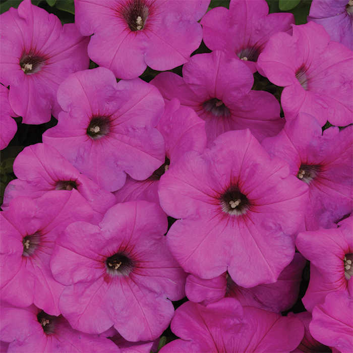 Neon Rose Easy Wave® Hybrid Petunia