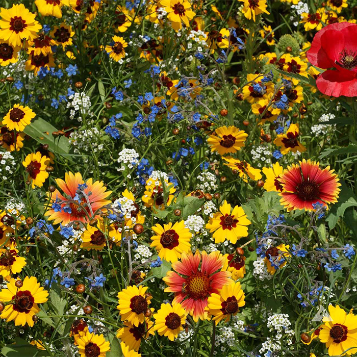 Bee Feed Wildflower Mixture, Wildflower Mix: J.W. Jung Seed Company