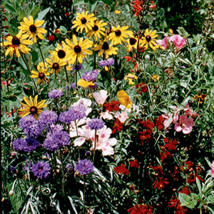 Bird And Butterfly Wildflower Mix