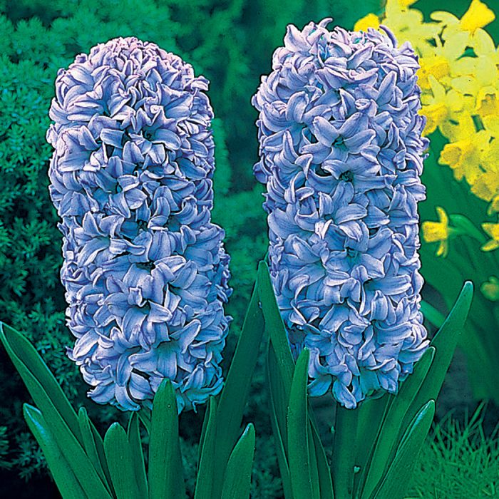 Forcing Hyacinth Delft Blue