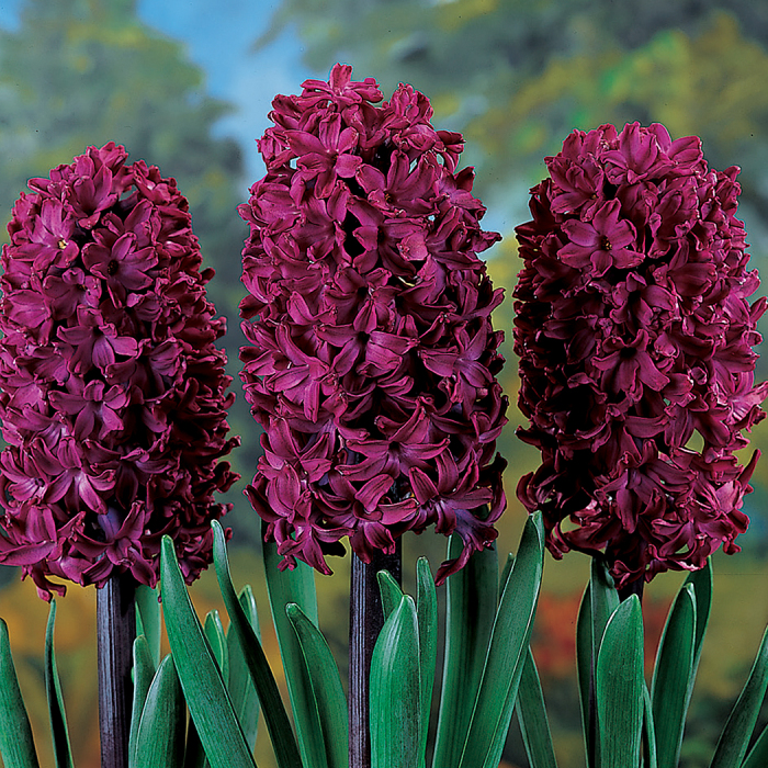 Forcing Hyacinth Woodstock