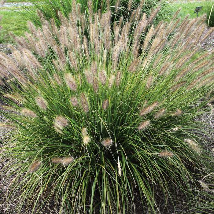Praline™ Fountain Grass