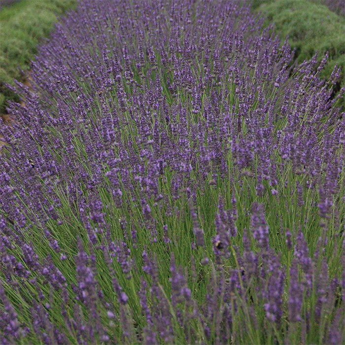 Phenomenal™ Lavender