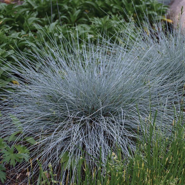 Blue Whiskers Fescue Grass