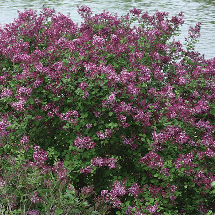 Bloomerang® Dark Purple Reblooming Lilac
