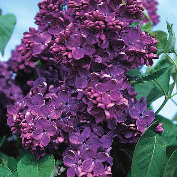 Yankee Doodle French Lilac